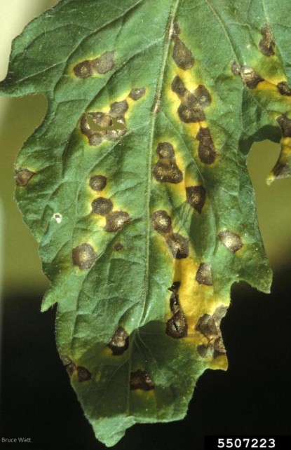 Septoria leaf spot .jpg